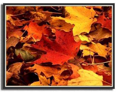 fall0004.jpg