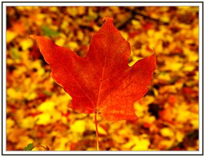 red leaf