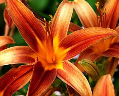 u48/tgdusty/medium/35580902.garden.jpg