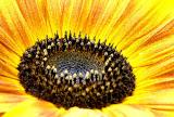 sunflower004.jpg