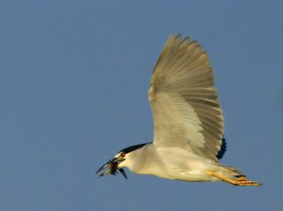 Black-crowned Night-heron, flying