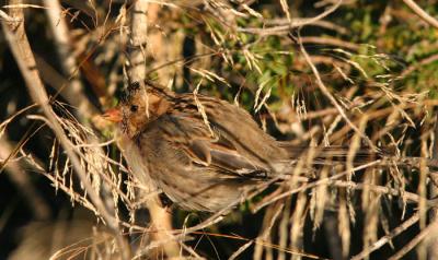 Harris's Sparrow, first winter