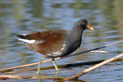 Common Gallinule