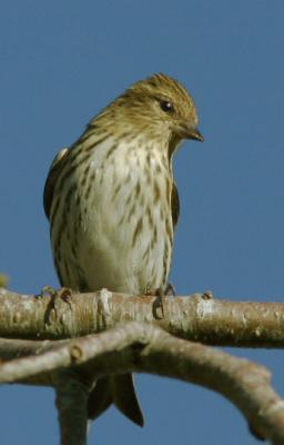 Pine Siskin