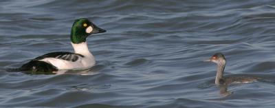 Eared Grebe with Common Goldeneye, male