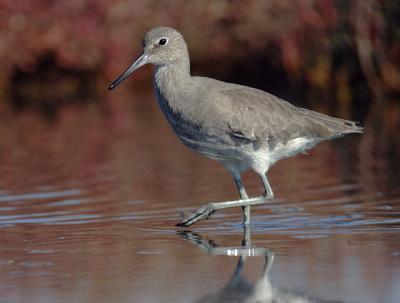 Willet, winter