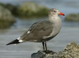 Heermann's Gull