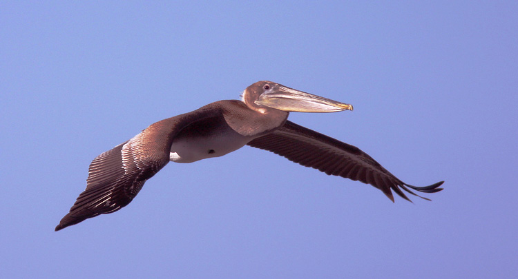 Brown Pelican, juvenile