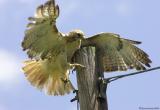 Red-Tail Re-Adjustment