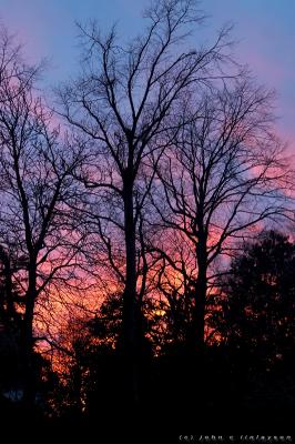 #068a Pink Sky Through the Trees