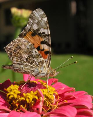 u48/themarmot/medium/35532908.painted_lady.jpg
