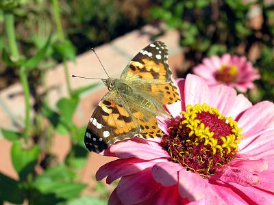 u48/themarmot/medium/35532910.paintedlady.jpg