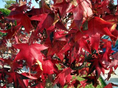 u48/themarmot/medium/37325273.fallcolor.jpg