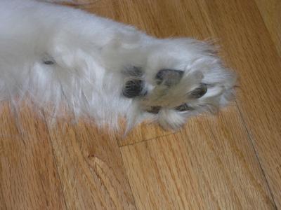 u48/themarmot/medium/40079903.dog_paw.jpg