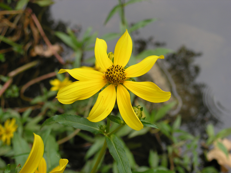 Bur Marigold (Bidens aristosa)