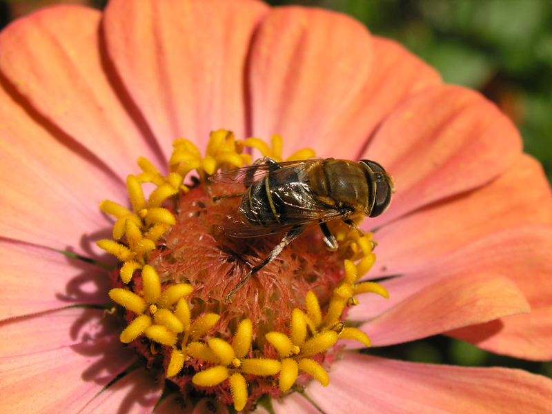 Bee on Zinnia