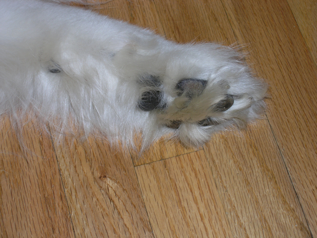 Samoyed Paw