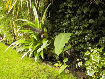 Border filled with bamboo, Crinum x powellii 'Album', Canna 'Wyoming', Colocasia esculenta, etc.