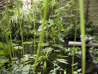 The little pond with Thalia dealbata, Cyperus alternifolius, Colocasia esculenta, water soldier, etc.