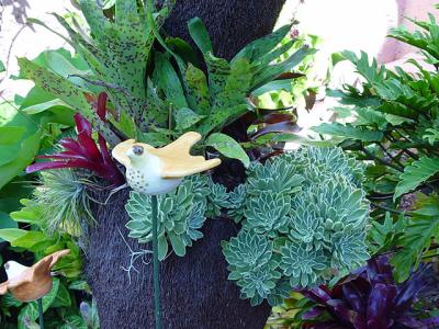 small bromeliads and Echeverias on a shaped punga trunk