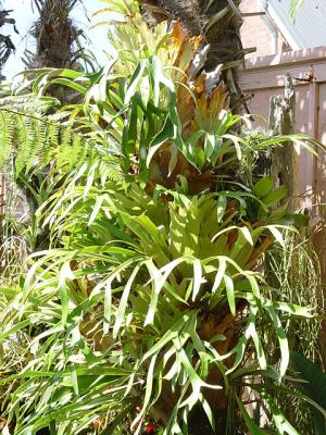 several Platyceriums on a treefern log