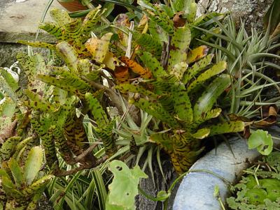 probably a Neoregelia ampullacea form or hybrid, next to a water filled urn