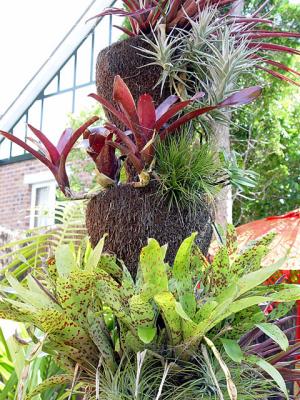 More bromeliads on a shaped treefern log. Note the incongruous mock-tudor gable of next door's house.