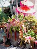 Balinese parasol and a huge colourful Neoregelia