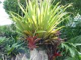 the native epiphyte Collospermum hastatum teamed with some bromeliads