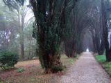 The Yew walk