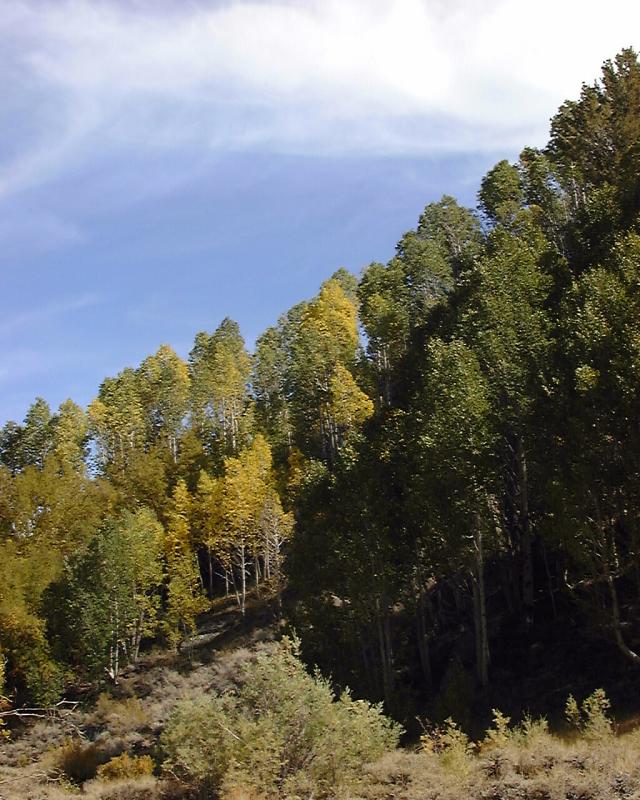 Turning aspens, Cottonwood Creek, White Mountains