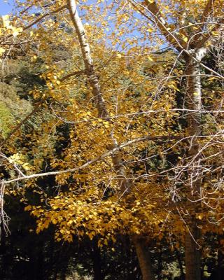 Fall Colors, Alpine Tavern, Mount Lowe Railway