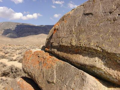 Bright lichens, Santa Rita Flat, Mazourka Canyon
