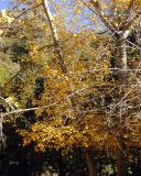 Fall Colors, Alpine Tavern, Mount Lowe Railway