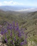 Lupine and Panamint Valley, Saline Valley Road