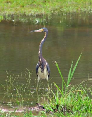 tricoloredheron