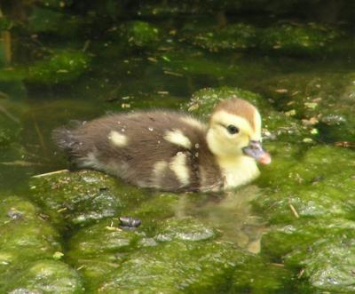 muscovy_duckling