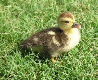 07-03-04 muscovy duckling2.jpg