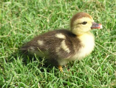 07-03-04 muscovy duckling3.jpg