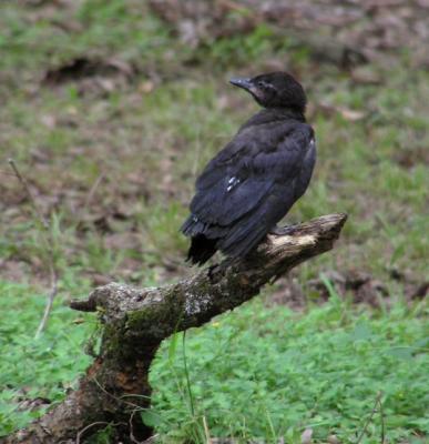 07-03-04 fledgling crow1.jpg
