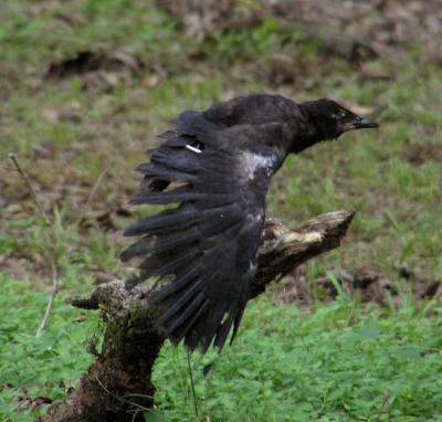 07-03-04 fledgling crow2.jpg