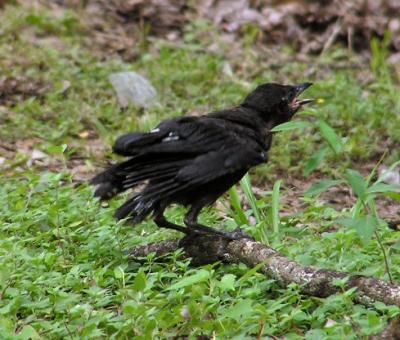 07-03-04 fledgling crow3.jpg