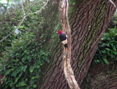 07-03-04 redhead woodie1.jpg
