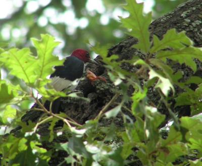 07-03-04 redhead woodie2.jpg