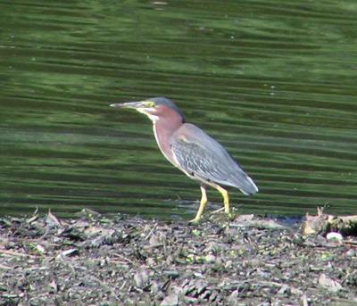 green_heron