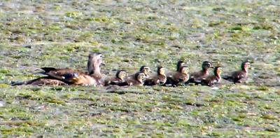 07-03-04 wood ducks.jpg