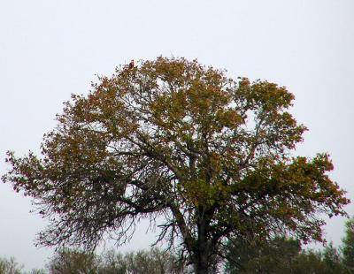 crested_caracara