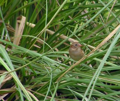 11-26-04 Field Sparrow1.jpg