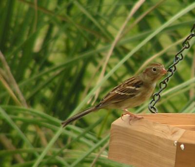 11-26-04 Field Sparrow2.jpg