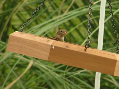 11-26-04 Field Sparrow3.jpg